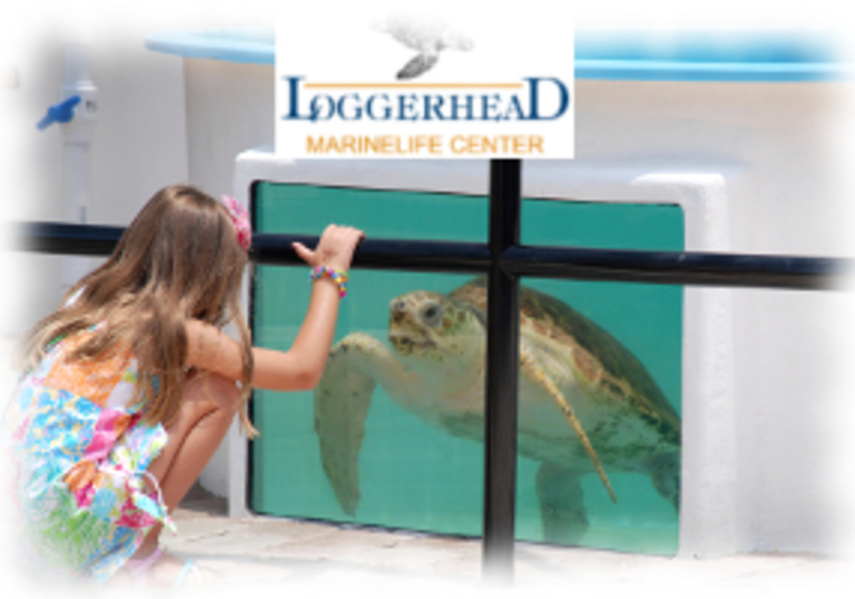 Loggerhead MarineLife Center | Macaroni KID Palm Beach Gardens - Jupiter