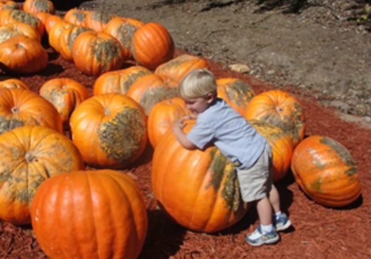 Corn Mazes, Pumpkin Patches And Hayrides! | Macaroni KID Smyrna Vinings