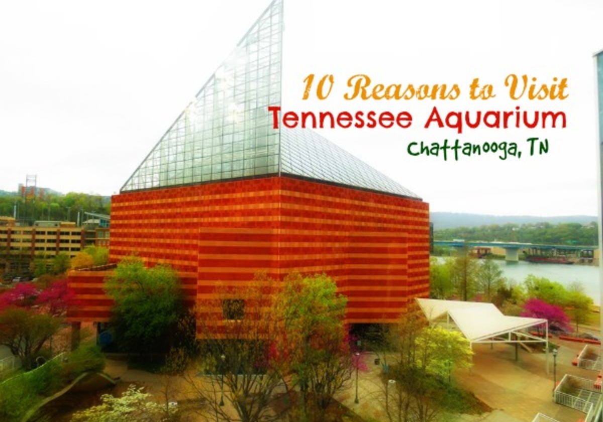 10 Reasons To Visit The Tennessee Aquarium! | Macaroni KID Snellville ...