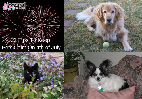 22 Tips to Keep Pets Calm on 4th of July