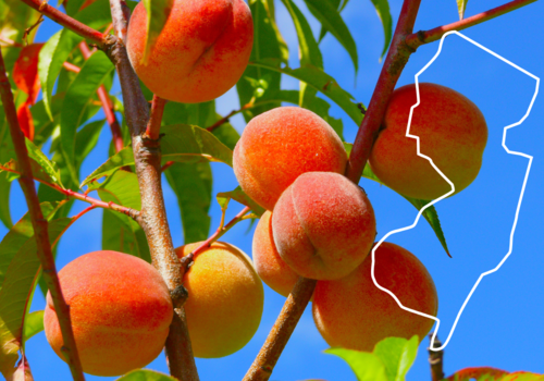 Images of peaches on the branch with the outline of the NJ State