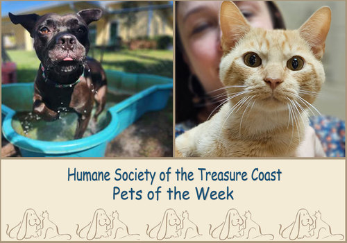 HSTC Macaroni Pets of the Week, Sadie and Mike Hat