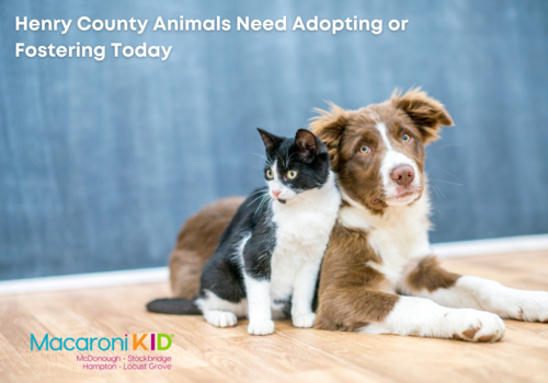 Foster a dog or cat