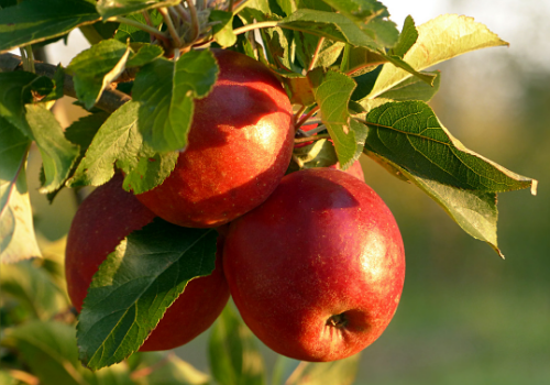 Tips For Picking the Best Apples This Season