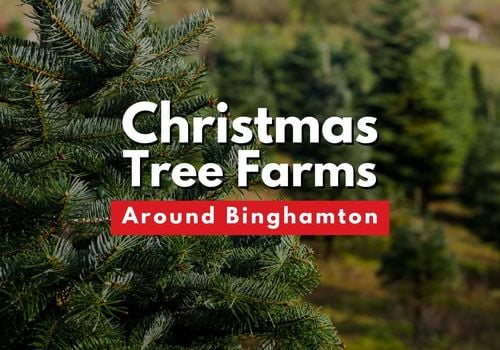 Christmas Tree Farms Binghamton Southern Tier