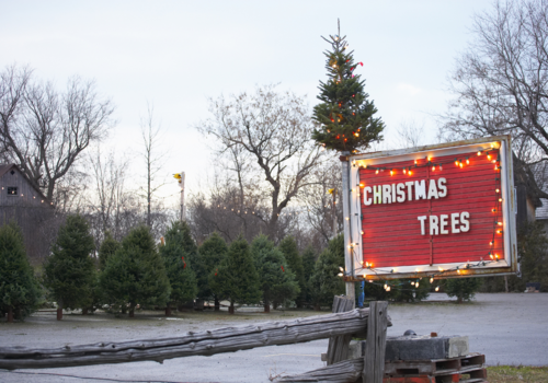 Christmas Tree Lot