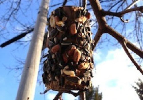 Welcome the Birds to Your Backyard with a bird feeder kids can make