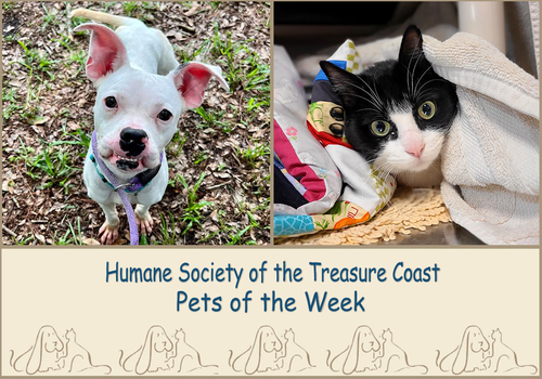 HSTC Macaroni Pets of the Week Stella and Prudence