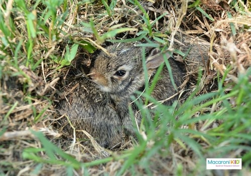 Baby Rabbits in Hole