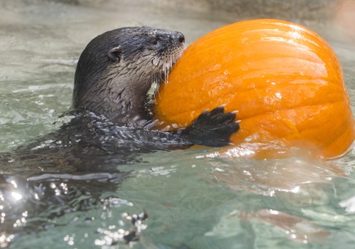 river otter, pumpkin, special, aquarium
