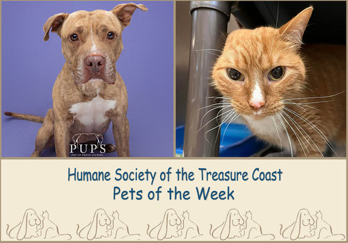 HSTC Macaroni Pets of the Week, Jasmin, a tan dog  & Sunshine an orange cat