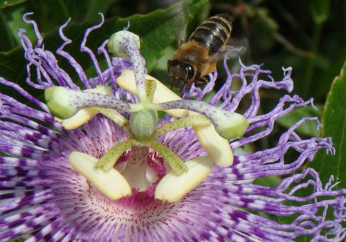Honey Bee on purple flower