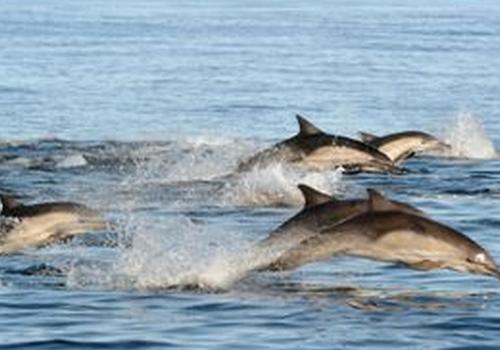 Whale and Dolphin Watching Cruise on San Diego Bay CertifiKID Deal