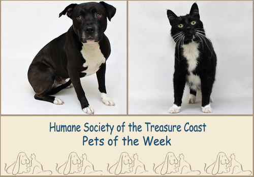 HSTC Macaroni Pets of the Week Bruce and Patches