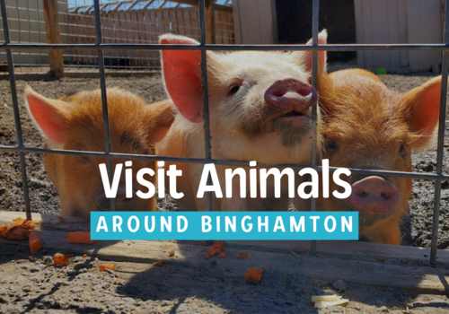 Farms, Parks, and Zoos Where You Can Visit Animals in Binghamton
