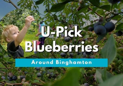 U-pick Blueberries Binghamton Broome County Tioga County NY