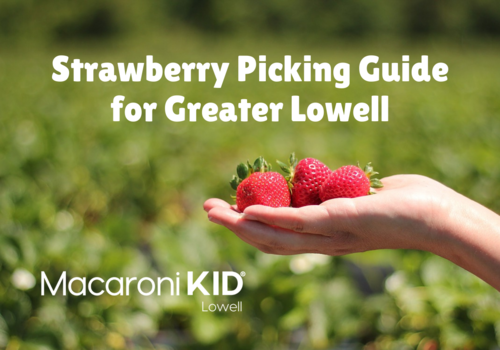 Strawberry picking in Greater Lowell hand holding strawberries