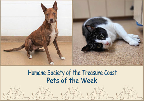 HSTC Macaroni Pets of the Week, Lola and Lenny