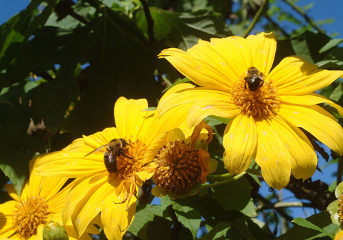 Honey Bees on Yellow Flowers