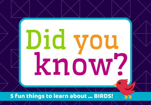 Did you know? 5 facts about birds