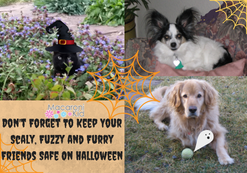 Don't Forget To Keep Your Fuzzy and Furry Friends Safe On Halloween