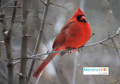 Red Cardinal Bird on Tree Branch