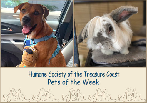 HSTC Macaroni Pets of the Week, Scooby Doo and Cleo