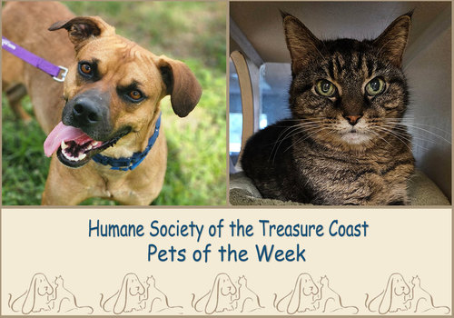 HSTC Macaroni Pets of the Week, Carl the dog and Gracie the cat