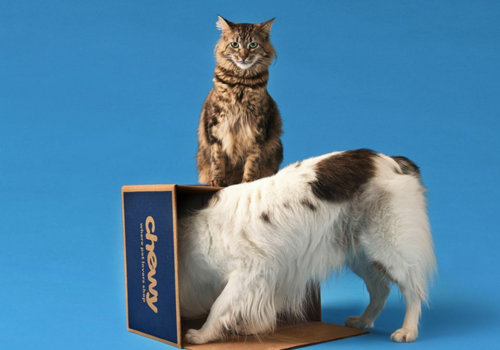 Chewy lead article image -- cat and dog with Chewy Box
