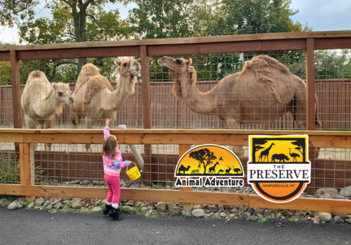 Animal Adventure Park Harpursville NY Camels