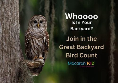 A Barred owl sits perched on a tree while starring into camera