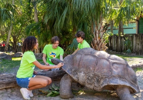 Busch Gardens Tampa Bay