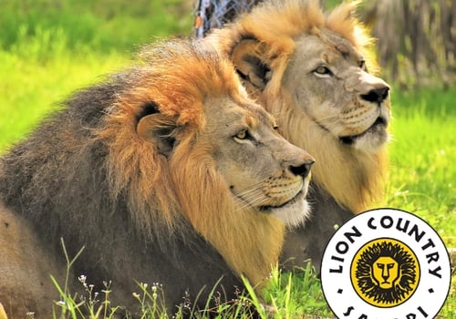 Save BIG at Lion Country Safari!