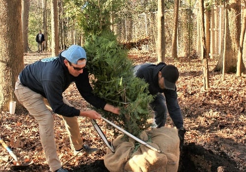 tree planting