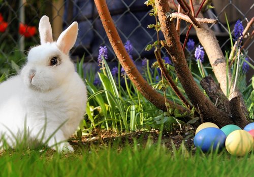 Easter Bunny and Eggs in the Garden