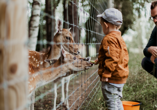 Child feeds fawns by hand through a wide metal fence while parent looks on