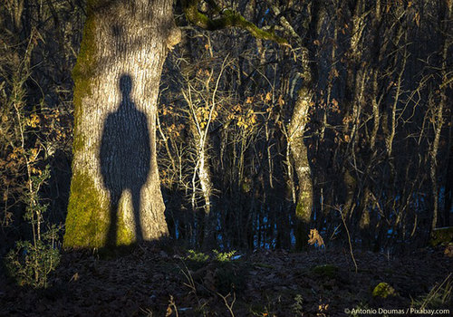 shadow on a tree