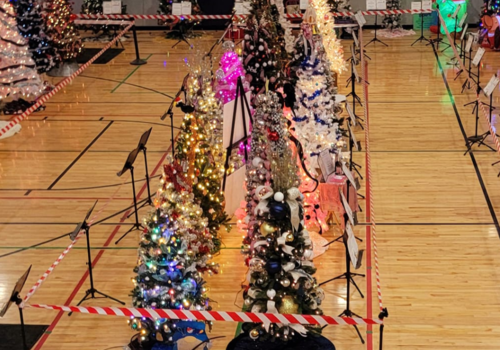 Christmas trees in rows lit up