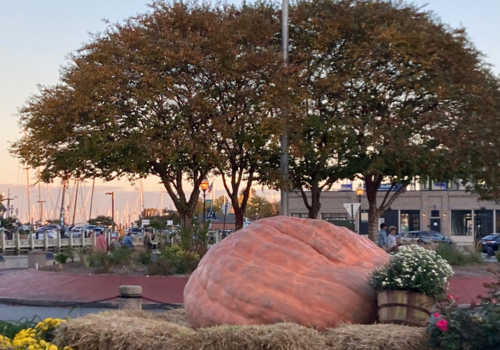 Annapolis Giant Pumpkin