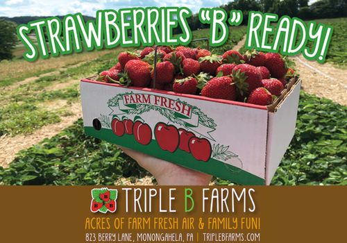Strawberries B Ready at Triple B Farms 
