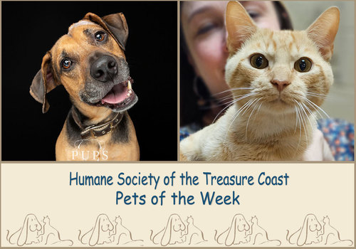 HSTC Macaroni Pets of the Week, Diesel and Mike Hat