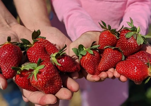 Holding strawberries