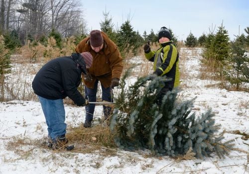 Cutting Your Own Christmas Tree