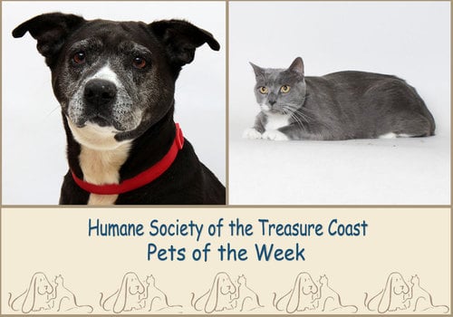HSTC Macaroni Pets of the Week Sunny and Moxie