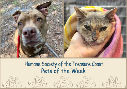 HSTC Macaroni Pets of the Week Chula and Gowdie