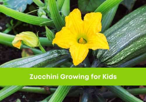 Zucchini Growing Chestermere