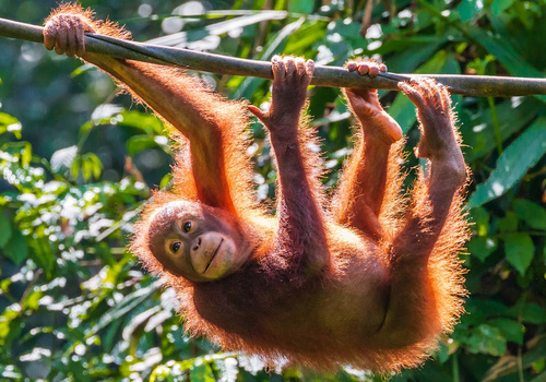 Young orangutan using all four limbs to hang from a branch