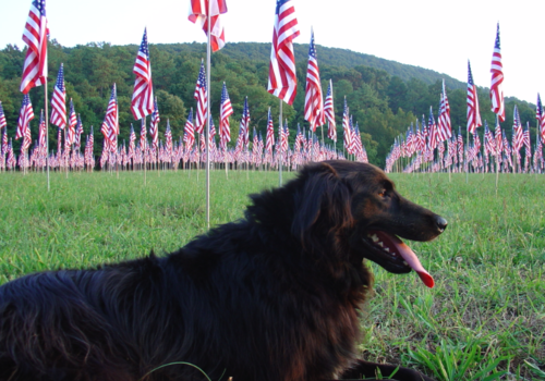 Dog lying in a field of American flags