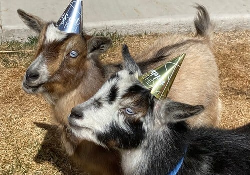 Firehouse Farms Goat Birthday Party, two goats with hats