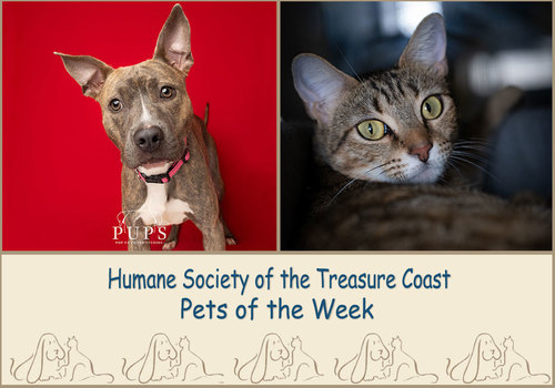 HSTC Macaroni Pets of the Week, Coral and JJ